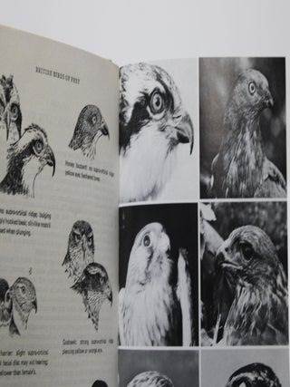 British Birds of Prey