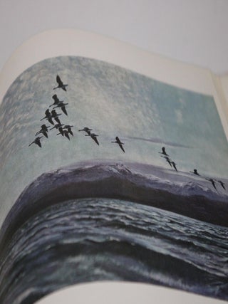 Wild Chorus